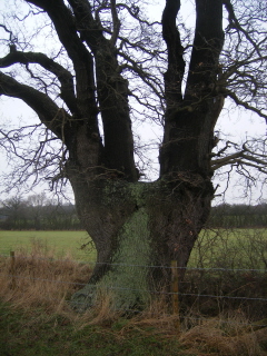 Pollarded oak