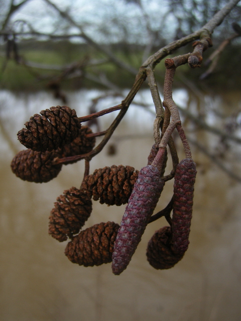 Alder