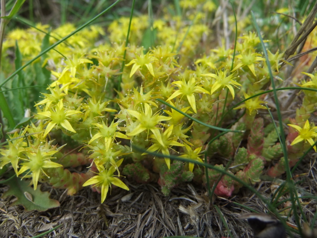 Biting Stonecrop