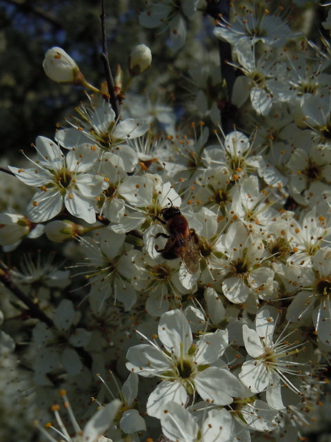 Blackthorn