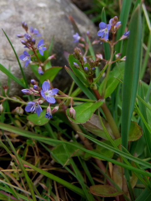 Brooklime