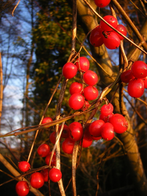 Black Bryony