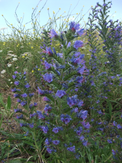 Viper's Bugloss
