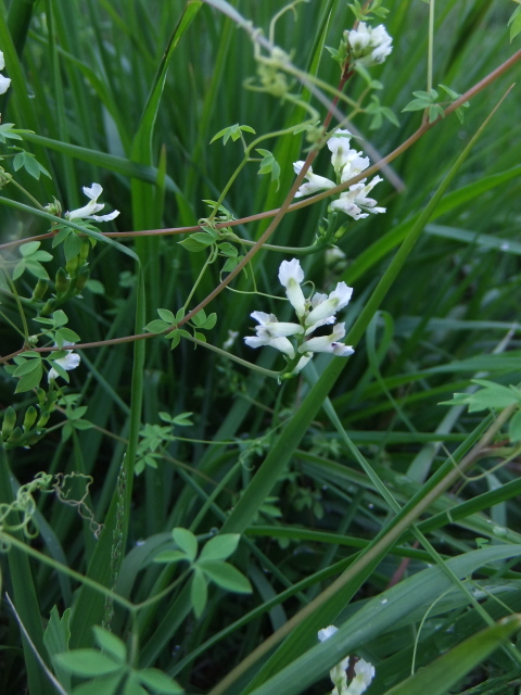 Climbing Corydalis
