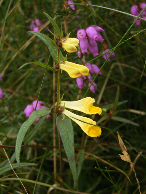 Common cow-wheat