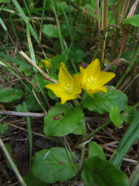 Creeping Jenny