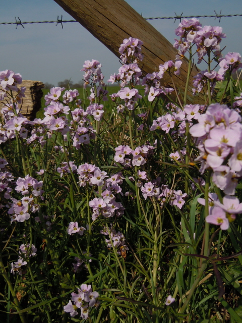 Cuckoo Flower