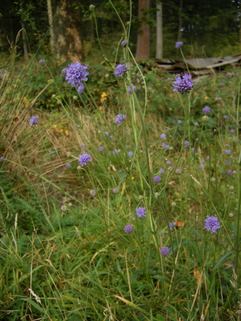 Devilsbit Scabious