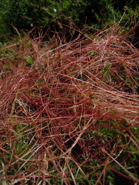 Common Dodder