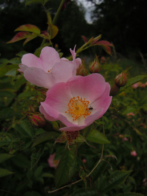 Dog Rose