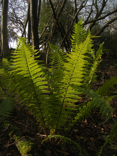 Fern