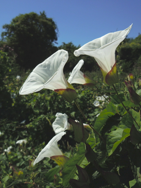 Great Bindweed