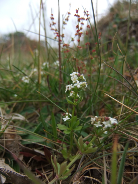 Heath Bedstraw