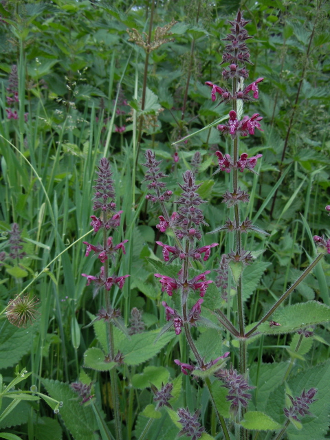 Hedge Woundwort