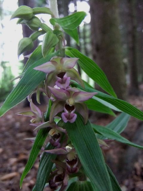 Broad-leaved Helleborine