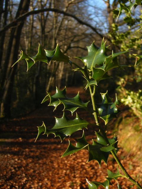 Holly