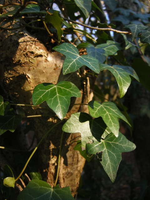 Ivy