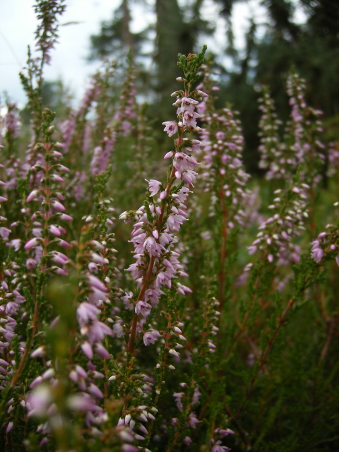 Ling (Heather)