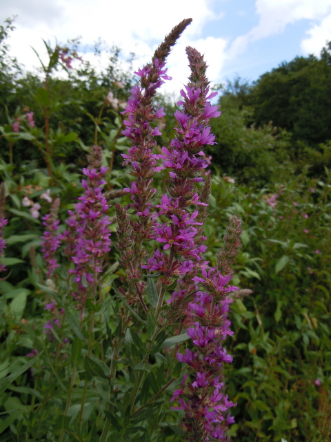 Purple Loosestrife