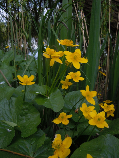 Marsh Marigold