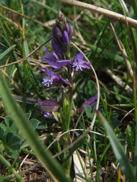 Common Milkwort