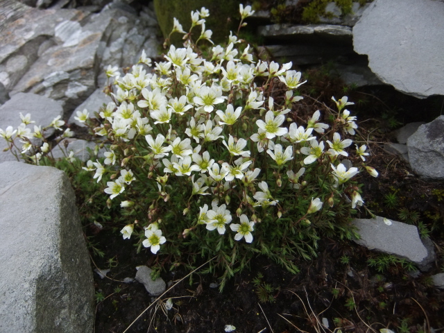 Mossy Saxifrage