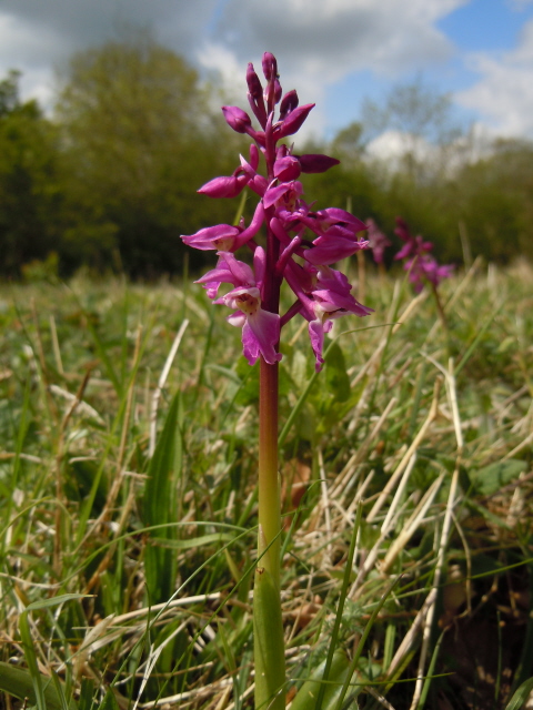 Early purple orchid
