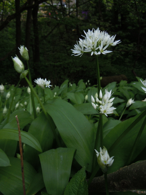 Ramsons