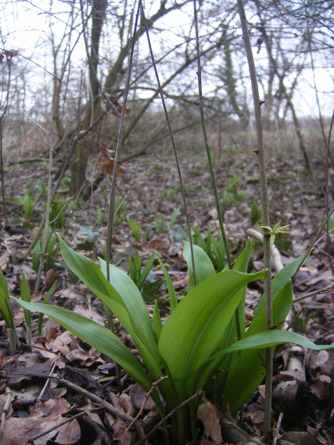 Ramsons