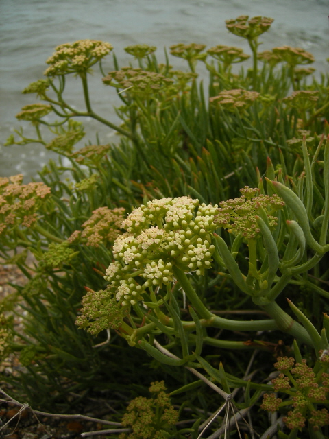 Rock samphire