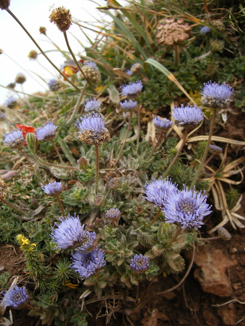 Sheepsbit Scabious