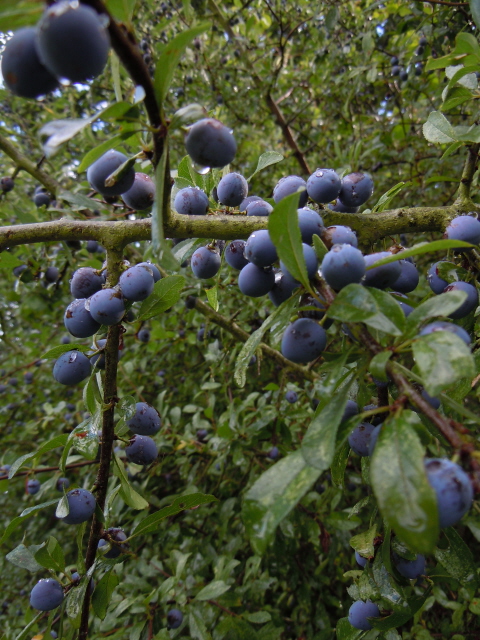 Sloe (Blackthorn)