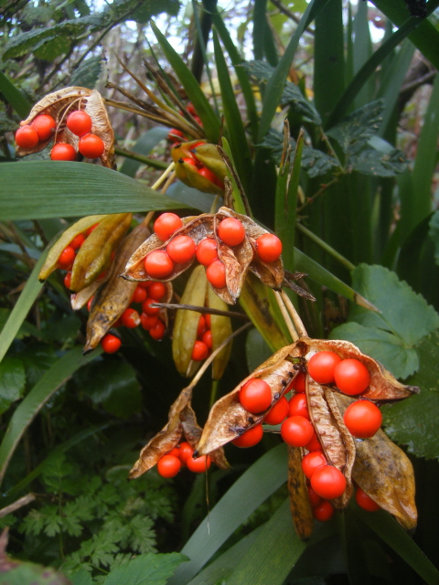Stinking Iris