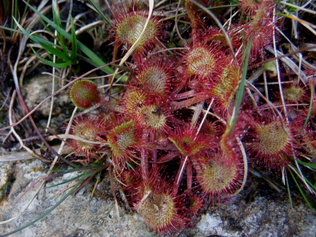 Common Sundew