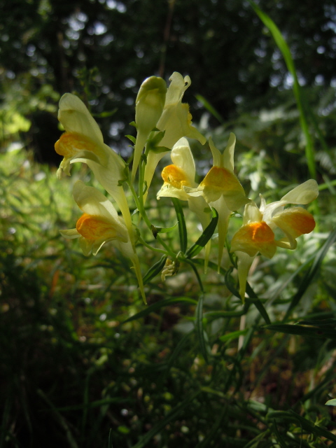 Common Toadflax