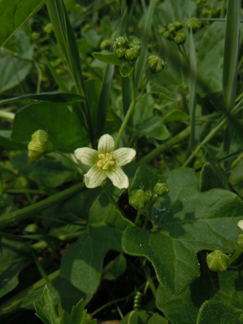 White Bryony