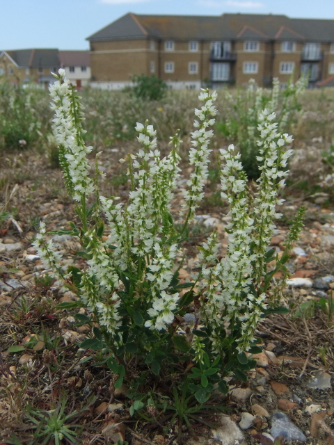 White Melilot