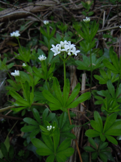 Woodruff