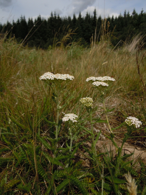 Yarrow