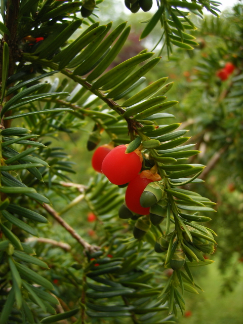 Yew